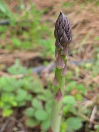 Asparagus Asparagus